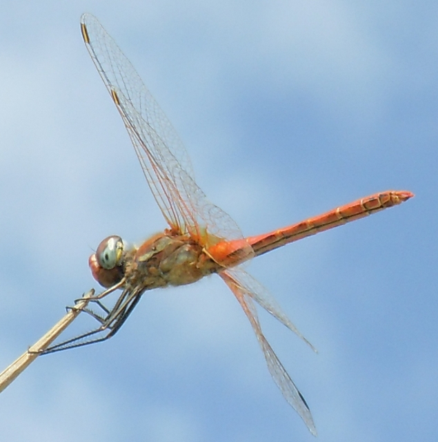 Sympetrum fonscolombii - maschio